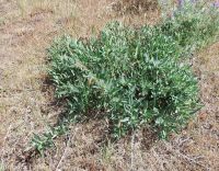 stoneseed, puccoon, gromwell (<em>Lithospermum ruderale</em>)