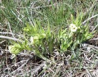 stoneseed, puccoon, gromwell (<em>Lithospermum ruderale</em>)
