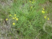 Andrus's biscuitroot (<em>Lomatium andrusianum</em>)