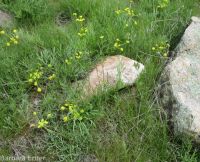 Andrus's biscuitroot (<em>Lomatium andrusianum</em>)