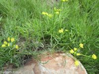 Andrus's biscuitroot (<em>Lomatium andrusianum</em>)