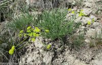 Andrus's biscuitroot (<em>Lomatium andrusianum</em>)