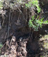 Andrus's biscuitroot (<em>Lomatium andrusianum</em>)