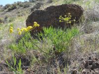 Andrus's biscuitroot (<em>Lomatium andrusianum</em>)