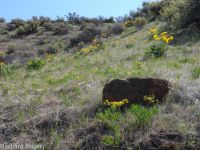 Andrus's biscuitroot (<em>Lomatium andrusianum</em>)