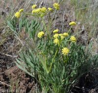Andrus's biscuitroot (<em>Lomatium andrusianum</em>)