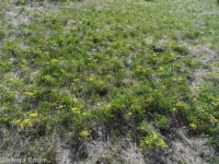 Andrus's biscuitroot (<em>Lomatium andrusianum</em>)