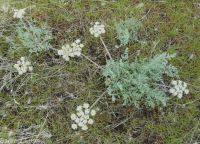 bigseed biscuitroot (<em>Lomatium macrocarpum</em>)