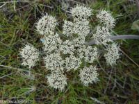 bigseed biscuitroot (<em>Lomatium macrocarpum</em>)