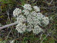 bigseed biscuitroot (<em>Lomatium macrocarpum</em>)