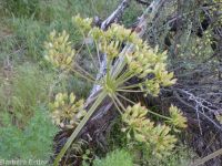fernleaf biscuitroot (<em>Lomatium multifidum</em>)