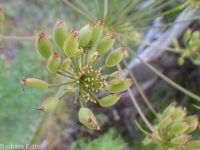 fernleaf biscuitroot (<em>Lomatium multifidum</em>)