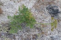 fernleaf biscuitroot (<em>Lomatium multifidum</em>)