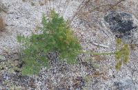 fernleaf biscuitroot (<em>Lomatium multifidum</em>)