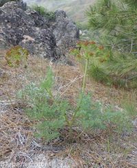 fernleaf biscuitroot (<em>Lomatium multifidum</em>)
