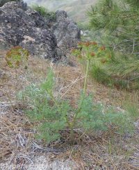 fernleaf biscuitroot (<em>Lomatium multifidum</em>)