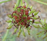 fernleaf biscuitroot (<em>Lomatium multifidum</em>)