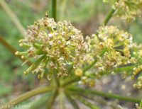 fernleaf biscuitroot (<em>Lomatium multifidum</em>)