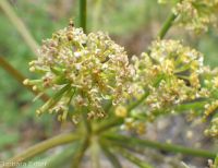 fernleaf biscuitroot (<em>Lomatium multifidum</em>)