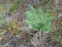 fernleaf biscuitroot (<em>Lomatium multifidum</em>)