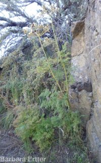 fernleaf biscuitroot (<em>Lomatium multifidum</em>)