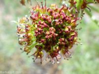 fernleaf biscuitroot (<em>Lomatium multifidum</em>)