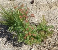 fernleaf biscuitroot (<em>Lomatium multifidum</em>)