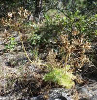 fernleaf biscuitroot (<em>Lomatium multifidum</em>)