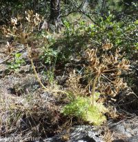 fernleaf biscuitroot (<em>Lomatium multifidum</em>)