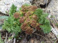 fernleaf biscuitroot (<em>Lomatium multifidum</em>)