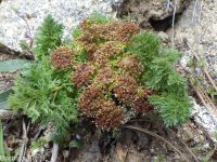 fernleaf biscuitroot (<em>Lomatium multifidum</em>)