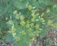 fernleaf biscuitroot (<em>Lomatium multifidum</em>)