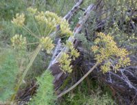 fernleaf biscuitroot (<em>Lomatium multifidum</em>)