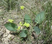 barestem biscuitroot, pestle-parsnip (<em>Lomatium nudicaule</em>)