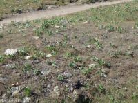 barestem biscuitroot, pestle-parsnip (<em>Lomatium nudicaule</em>)