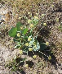 barestem biscuitroot, pestle-parsnip (<em>Lomatium nudicaule</em>)