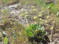 barestem biscuitroot, pestle-parsnip (<em>Lomatium nudicaule</em>)