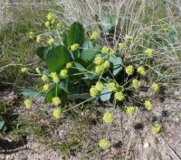 barestem biscuitroot, pestle-parsnip (<em>Lomatium nudicaule</em>)