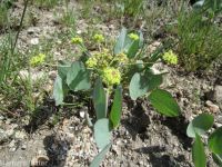barestem biscuitroot, pestle-parsnip (<em>Lomatium nudicaule</em>)
