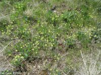 barestem biscuitroot, pestle-parsnip (<em>Lomatium nudicaule</em>)