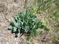 barestem biscuitroot, pestle-parsnip (<em>Lomatium nudicaule</em>)