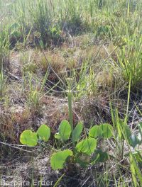 barestem biscuitroot, pestle-parsnip (<em>Lomatium nudicaule</em>)