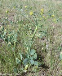 barestem biscuitroot, pestle-parsnip (<em>Lomatium nudicaule</em>)