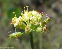 barestem biscuitroot, pestle-parsnip (<em>Lomatium nudicaule</em>)