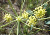 barestem biscuitroot, pestle-parsnip (<em>Lomatium nudicaule</em>)