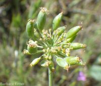 barestem biscuitroot, pestle-parsnip (<em>Lomatium nudicaule</em>)