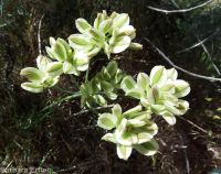 narrowleaf or Great Basin biscuitroot (<em>Lomatium simplex</em>)