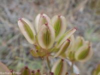 narrowleaf or Great Basin biscuitroot (<em>Lomatium simplex</em>)