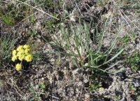 narrowleaf or Great Basin biscuitroot (<em>Lomatium simplex</em>)
