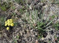 narrowleaf or Great Basin biscuitroot (<em>Lomatium simplex</em>)